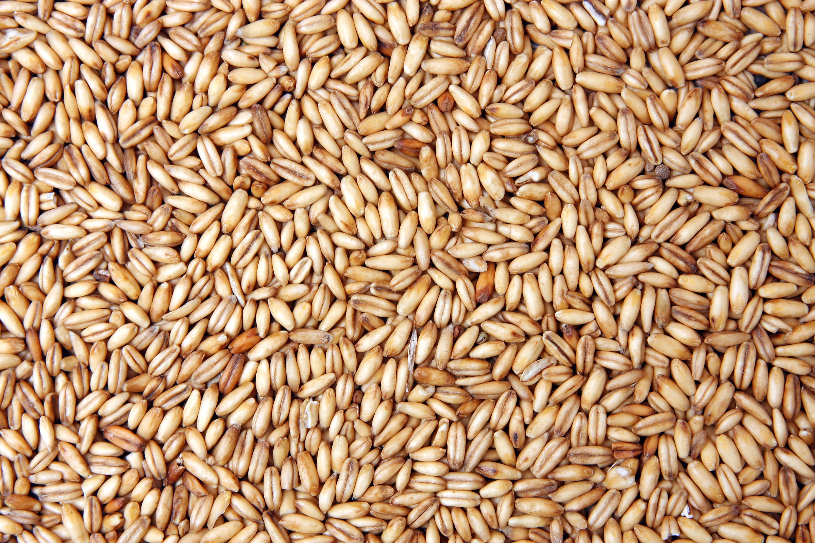Ganzer Hafer