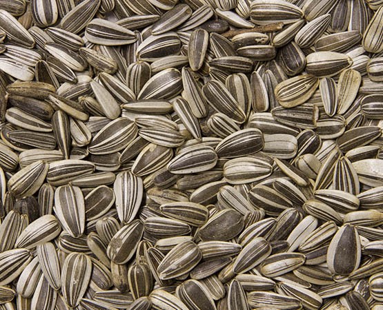 Sonnenblumenkerne