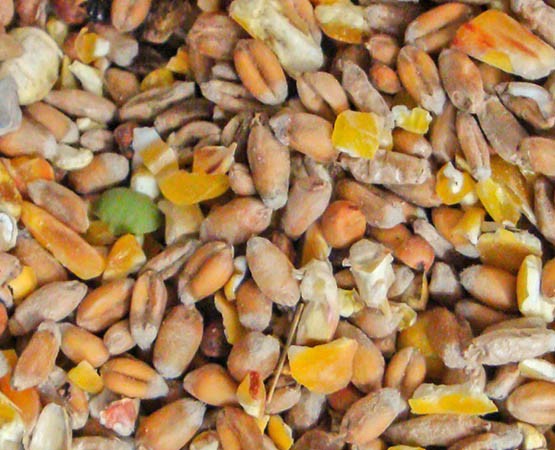 Hühner Körnerfutter