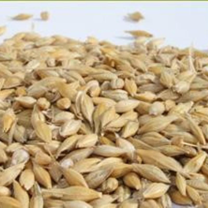 Semhof® Bio Hafer Gold