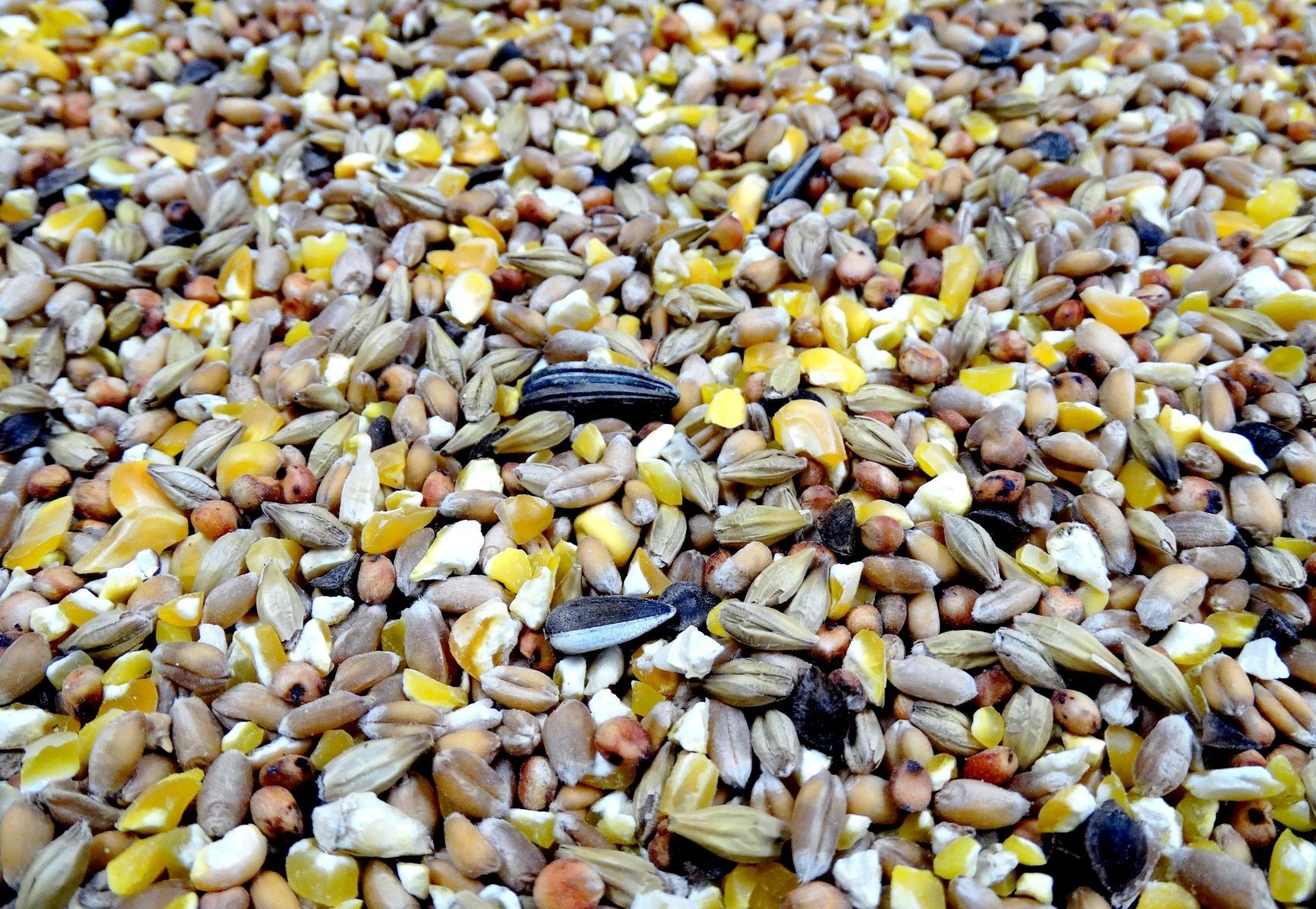 Havens Scharrel-Graan (Körnerfutter)